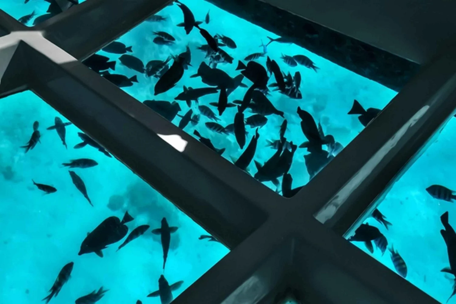 Glass Boat Tour from Sharm El Sheikh