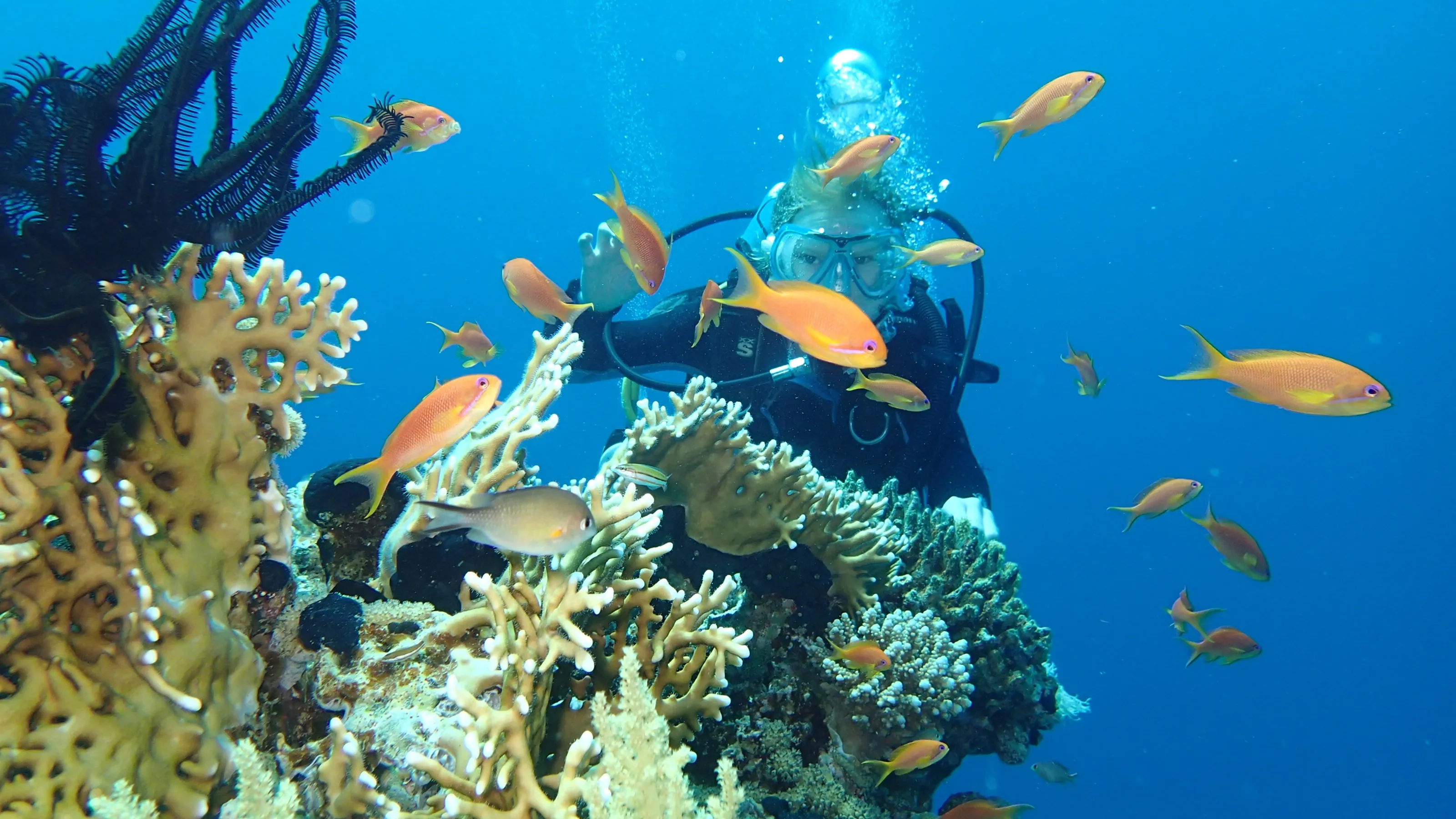Scuba diver exploring underwater coral reef with colorful marine life