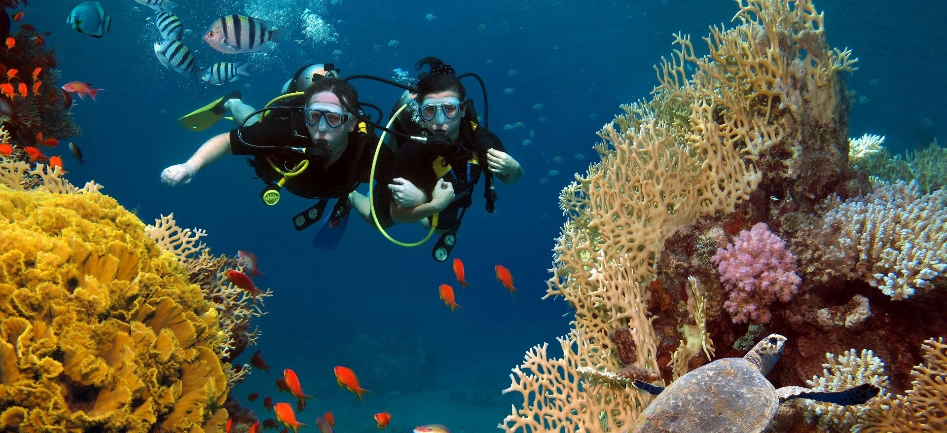 Underwater view of Red Sea coral reefs in crystal-clear water