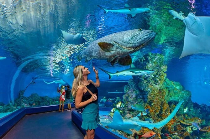 Inside Hurghada Grand Aquarium with sharks and colorful tropical fish