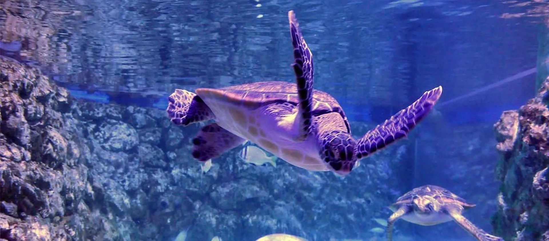 Visitors exploring large aquatic tanks at Hurghada Grand Aquarium