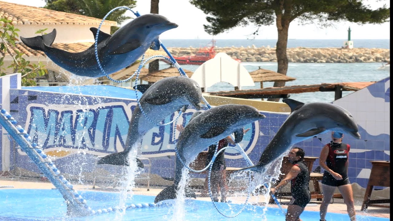 Hurghada Dolphin Show on Hurghada tour