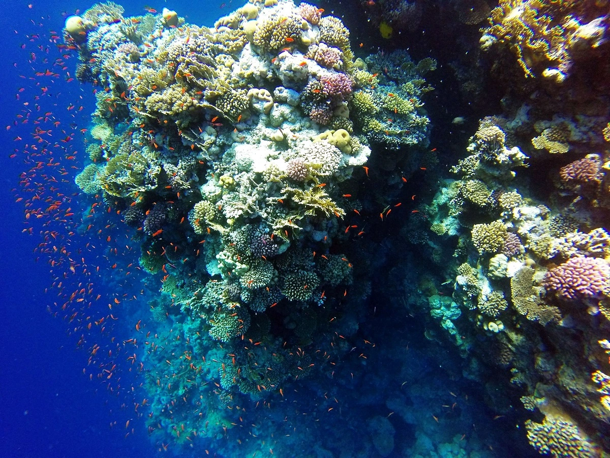 Ras Mohamed coral reefs snorkeling Egypt