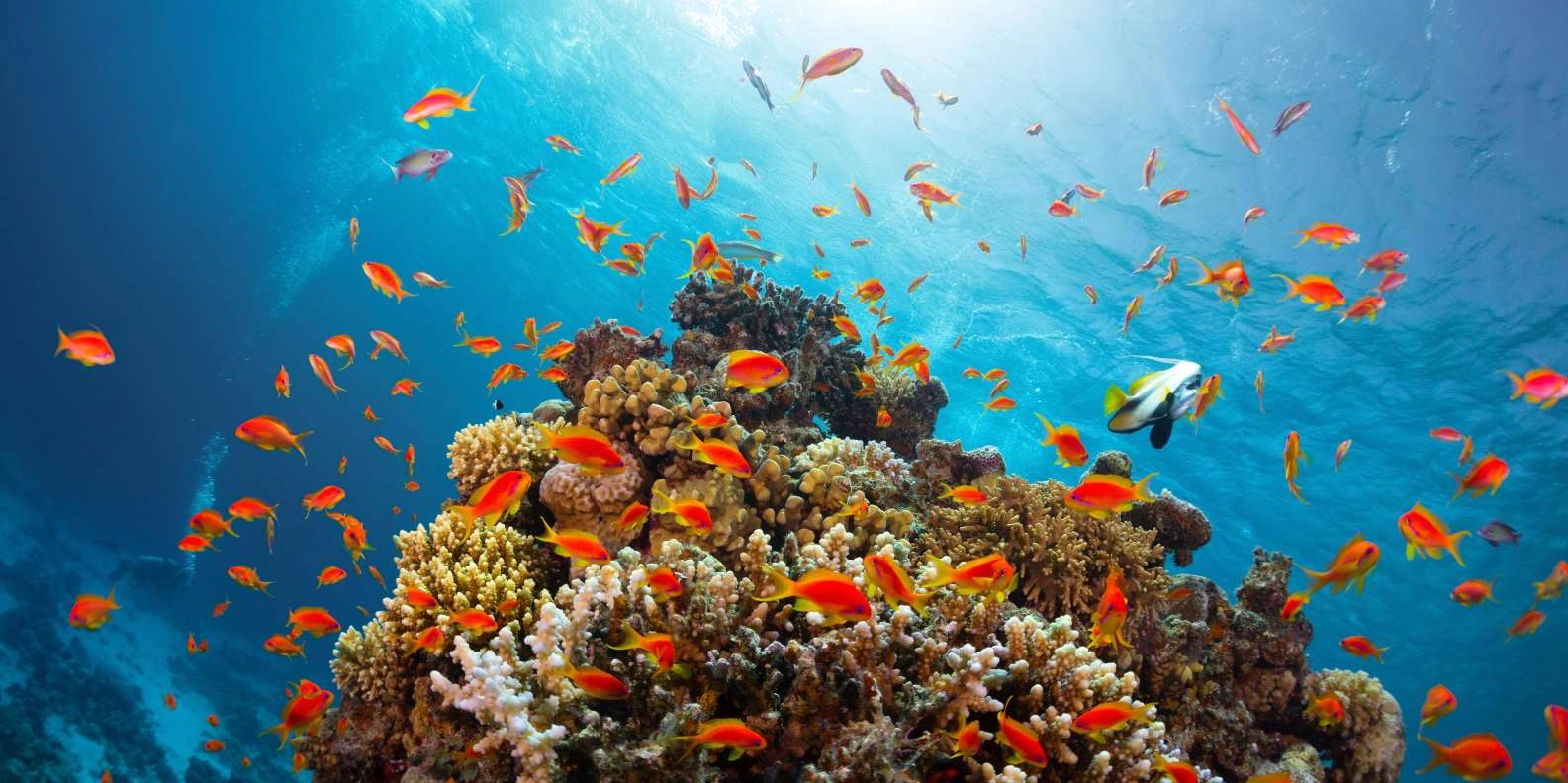 Ras Mohamed diving tour Sharm El Sheikh