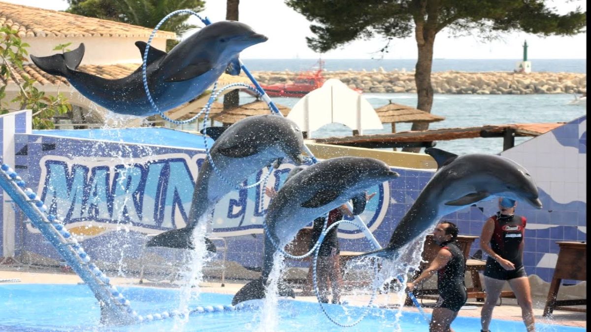 the Hurghada Dolphin Show