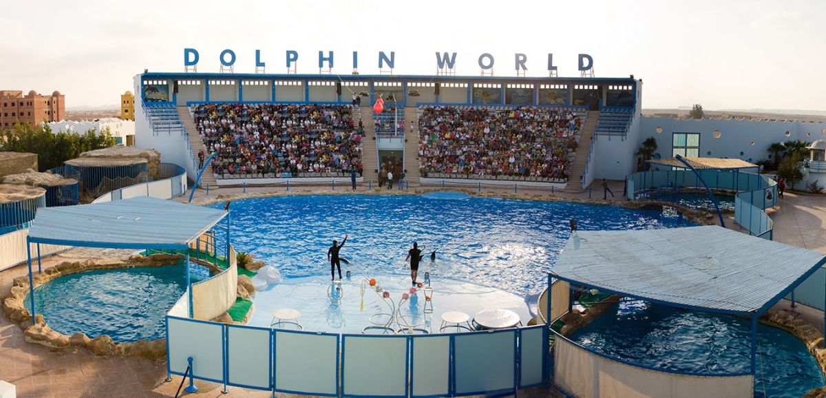 the Hurghada Dolphin Show